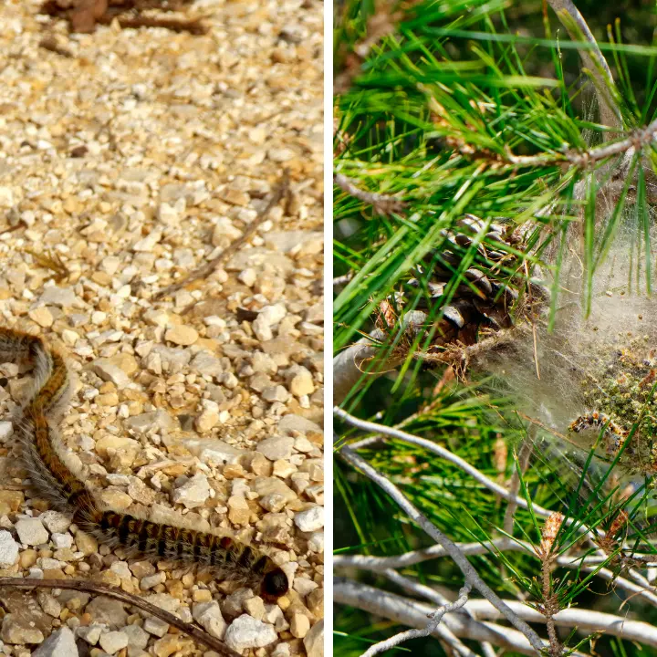 Alberi di Vibo infestati dalla Processionaria: controlli, rimozione dei nidi e multe per chi non interviene\n