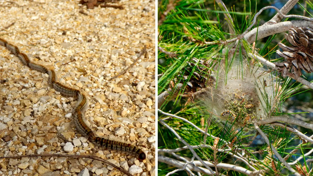Alberi di Vibo infestati dalla Processionaria: controlli, rimozione dei nidi e multe per chi non interviene\n
