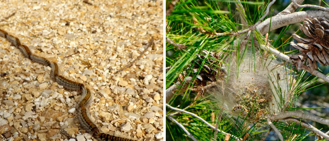Alberi di Vibo infestati dalla Processionaria: controlli, rimozione dei nidi e multe per chi non interviene\n