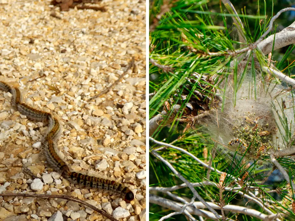Alberi di Vibo infestati dalla Processionaria: controlli, rimozione dei nidi e multe per chi non interviene