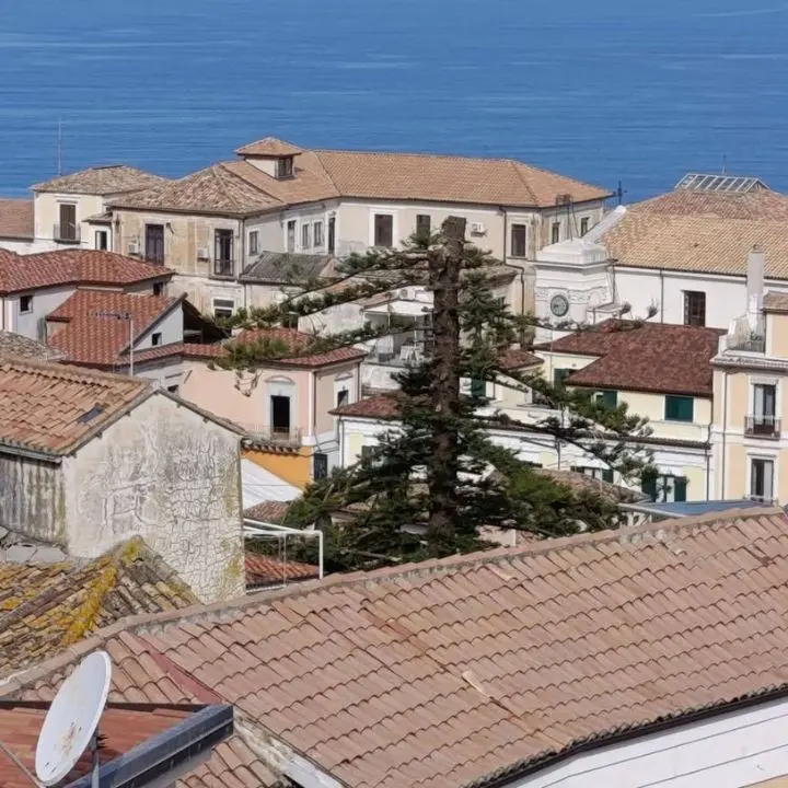 <p>Pizzo, recisa la cima dell’albero secolare che svetta nel centro storico: stoppato il taglio completo, volevano costruire una piscina</p>