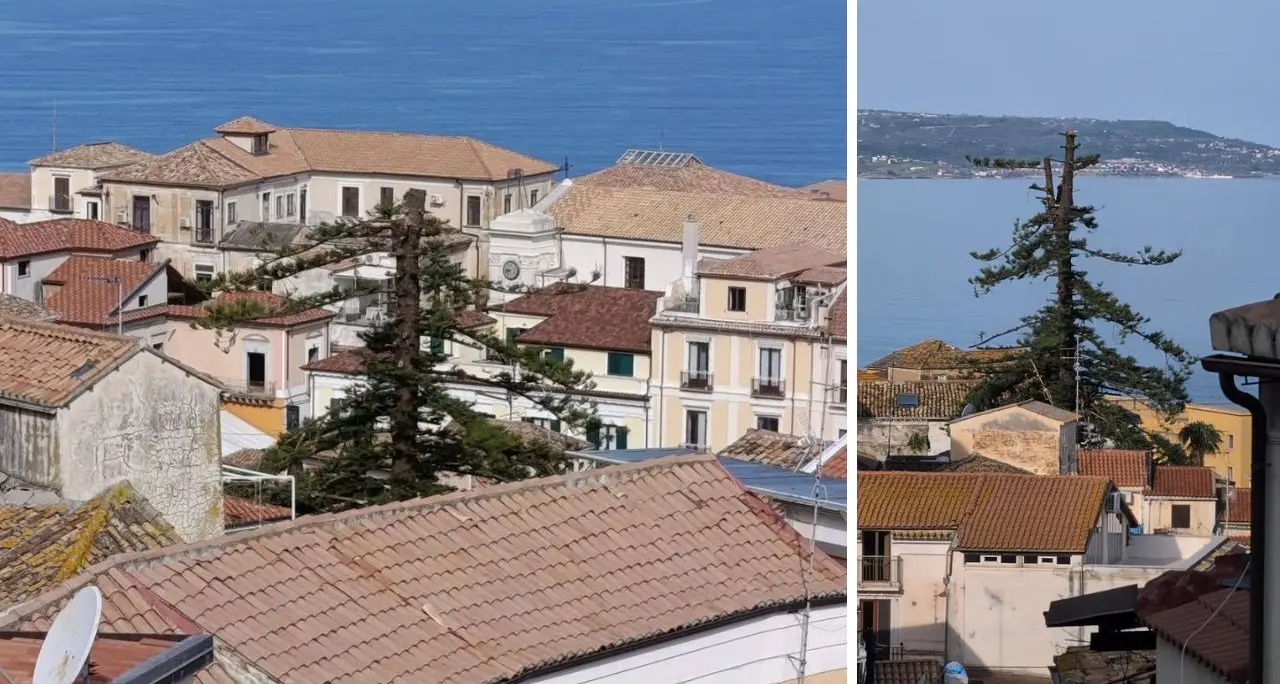 Pizzo, fermato il taglio dell’albero secolare che svetta nel centro storico: volevano costruire una piscina, cima recisa\n