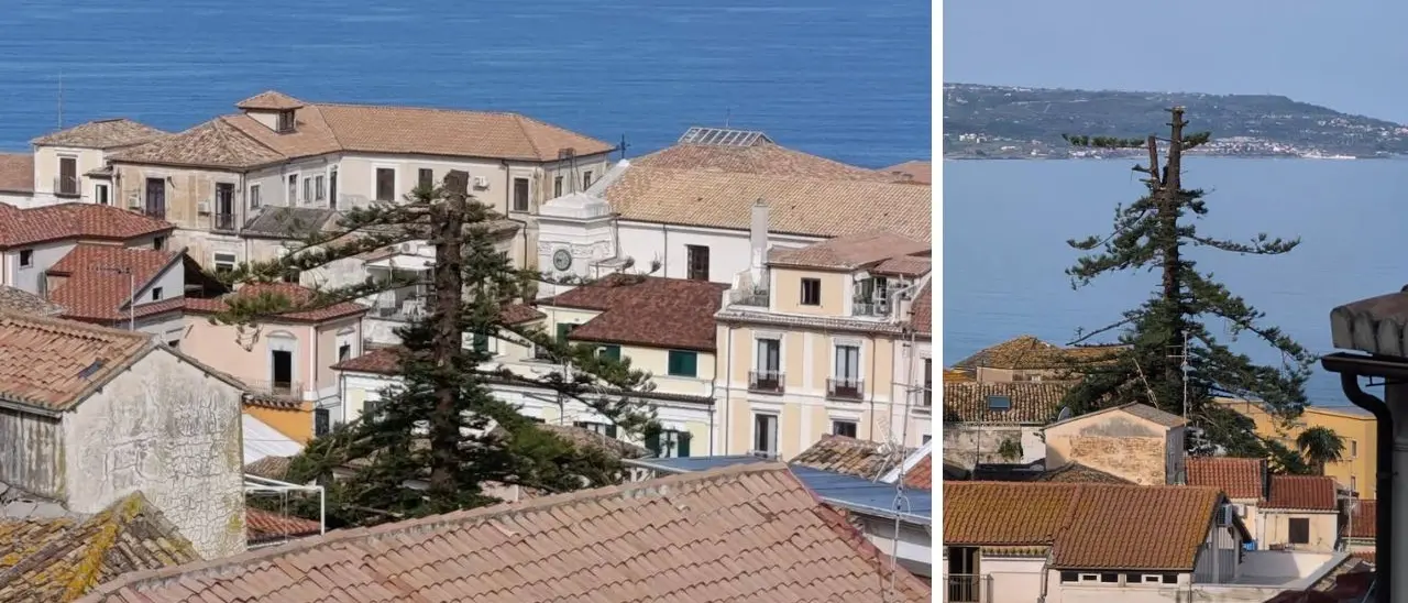 Pizzo, fermato il taglio dell’albero secolare che svetta nel centro storico: volevano costruire una piscina, cima recisa\n