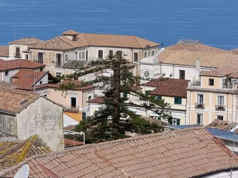 Pizzo, fermato il taglio dell’albero secolare che svetta nel centro storico: volevano costruire una piscina, cima recisa