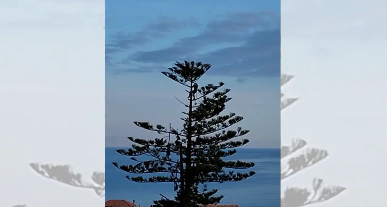 <p>Fermato il taglio dell’albero secolare di Pizzo, ma la sommità è stata recisa</p>