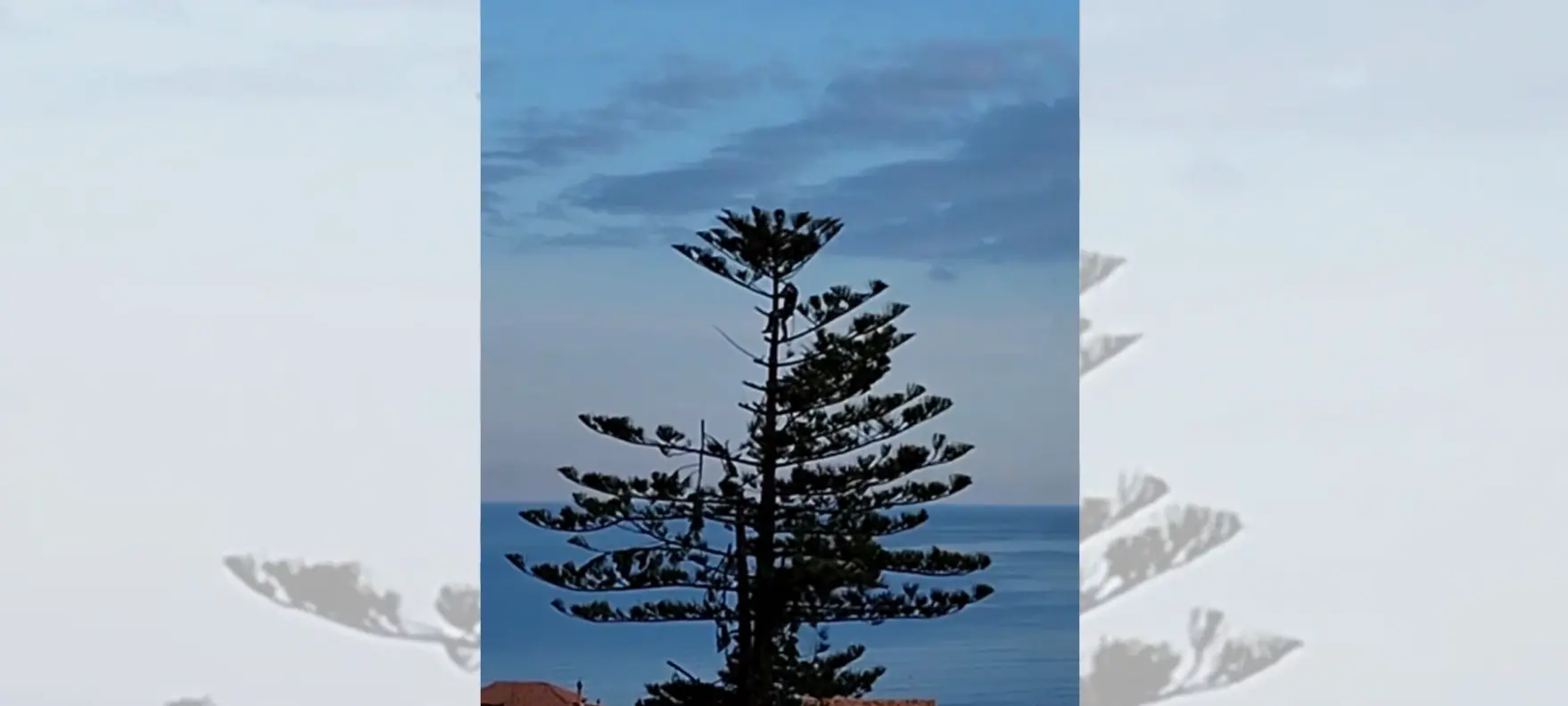 Fermato il taglio dell’albero secolare di Pizzo, ma una cima è stata recisa