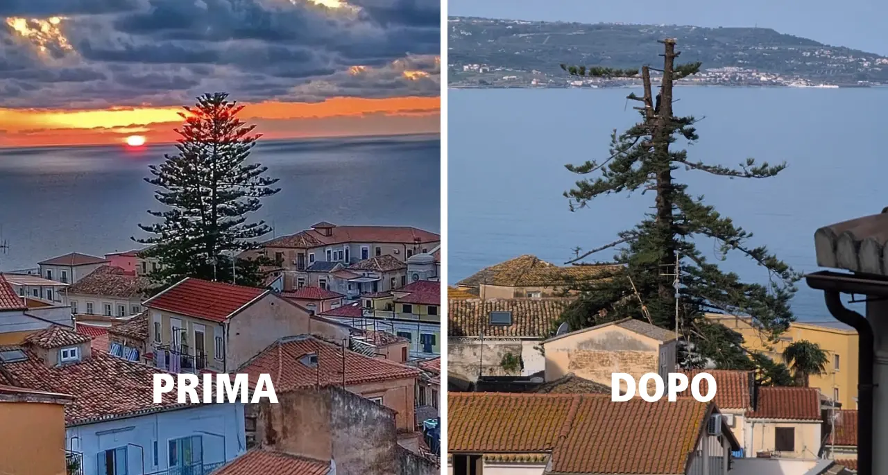 L’albero secolare ferito per far posto a una piscina, sconcerto a Pizzo: «La nostra identità calpestata»\n