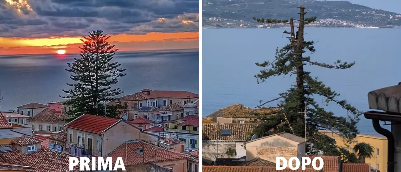 L’albero secolare ferito per far posto a una piscina, sconcerto a Pizzo: «La nostra identità calpestata»\n