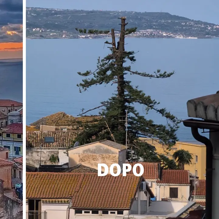 Pizzo, l’araucaria “decapitata” va abbattuta?\u00A0Italia Nostra contesta l’ipotesi: «Ci vorranno 133 anni per tornare com’era ma ce la farà»\u00A0\n