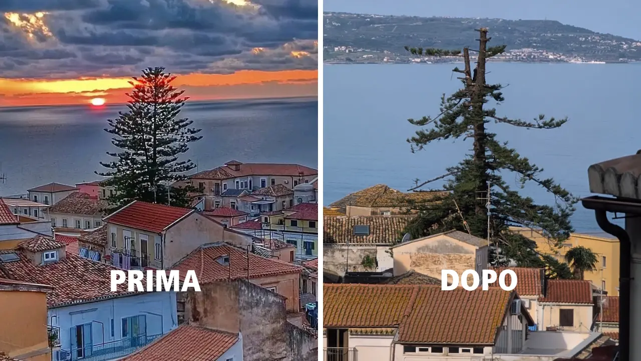 <p>Pizzo, l’araucaria “decapitata” <span style=\"color:hsl(0, 75%, 60%);\">va abbattuta?</span> Italia Nostra dice No: «Ci vorranno 133 anni per tornare com’era ma ce la farà» </p>