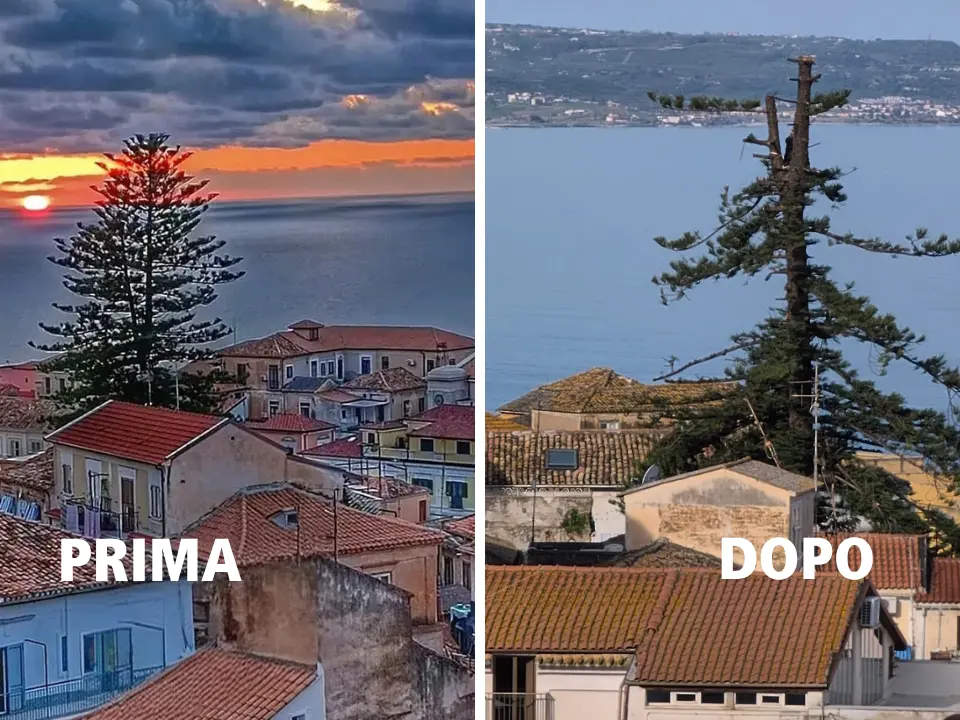 L’albero secolare ferito per far posto a una piscina, sconcerto a Pizzo: «La nostra identità calpestata»