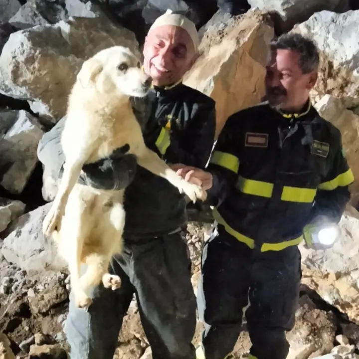 Schiavonea, cane salvato dai Vigili del Fuoco tra gli scogli del porto\n