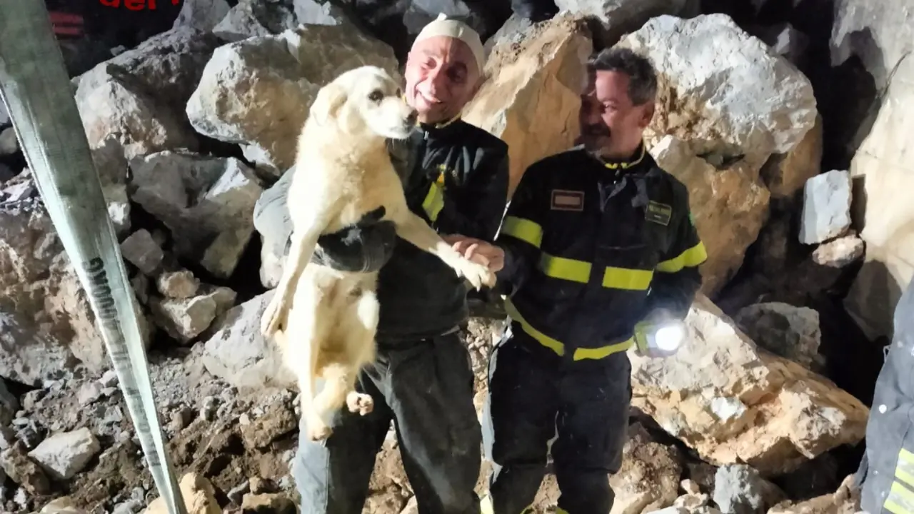 Schiavonea, cane salvato dai Vigili del Fuoco tra gli scogli del porto\n