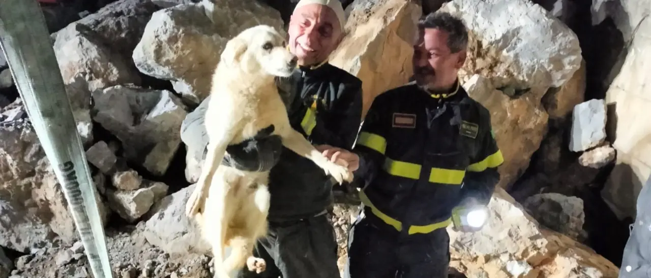 Schiavonea, cane salvato dai Vigili del Fuoco tra gli scogli del porto\n