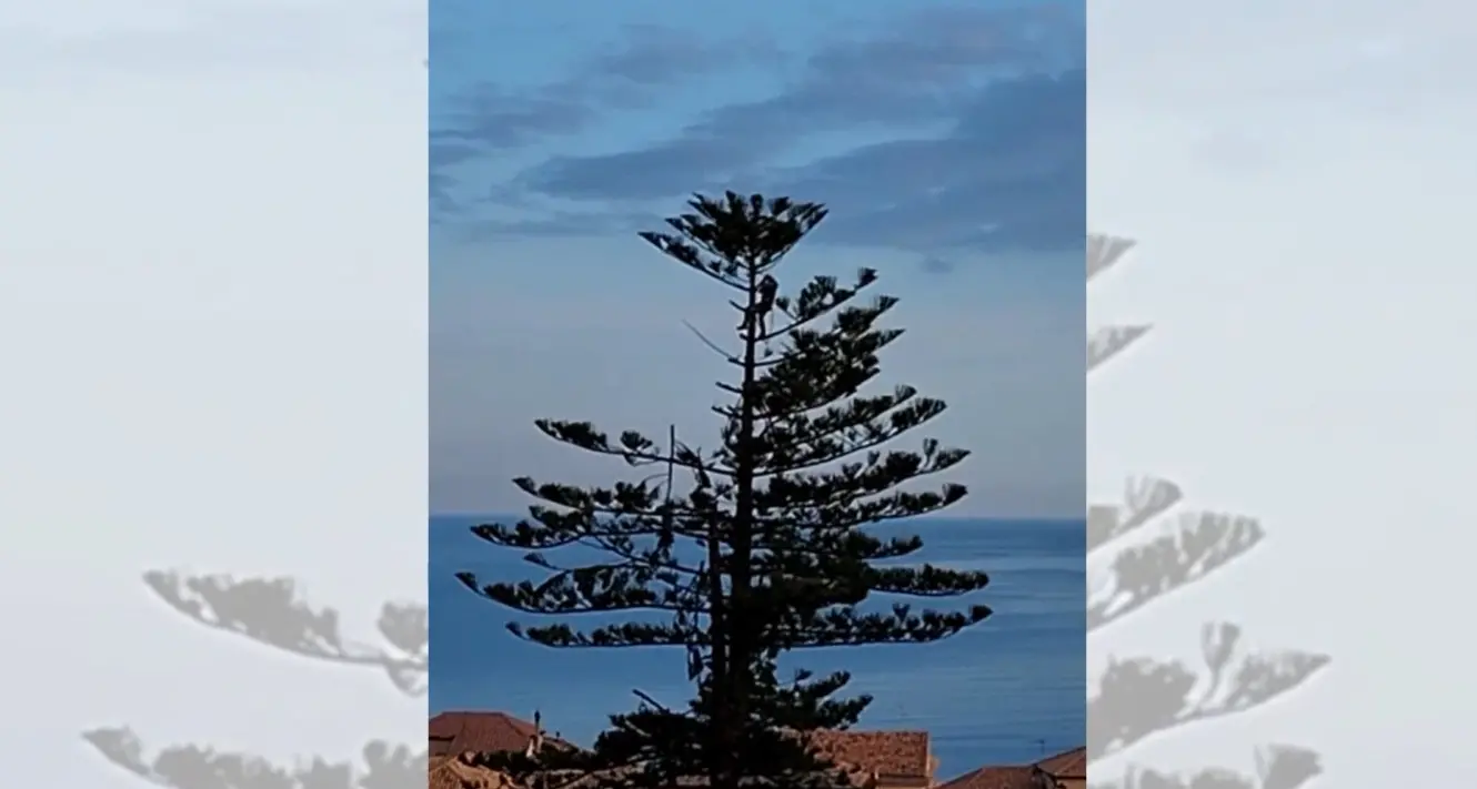 Albero secolare devastato a Pizzo, Italia Nostra chiama i cittadini in piazza e chiede il lutto cittadino\n