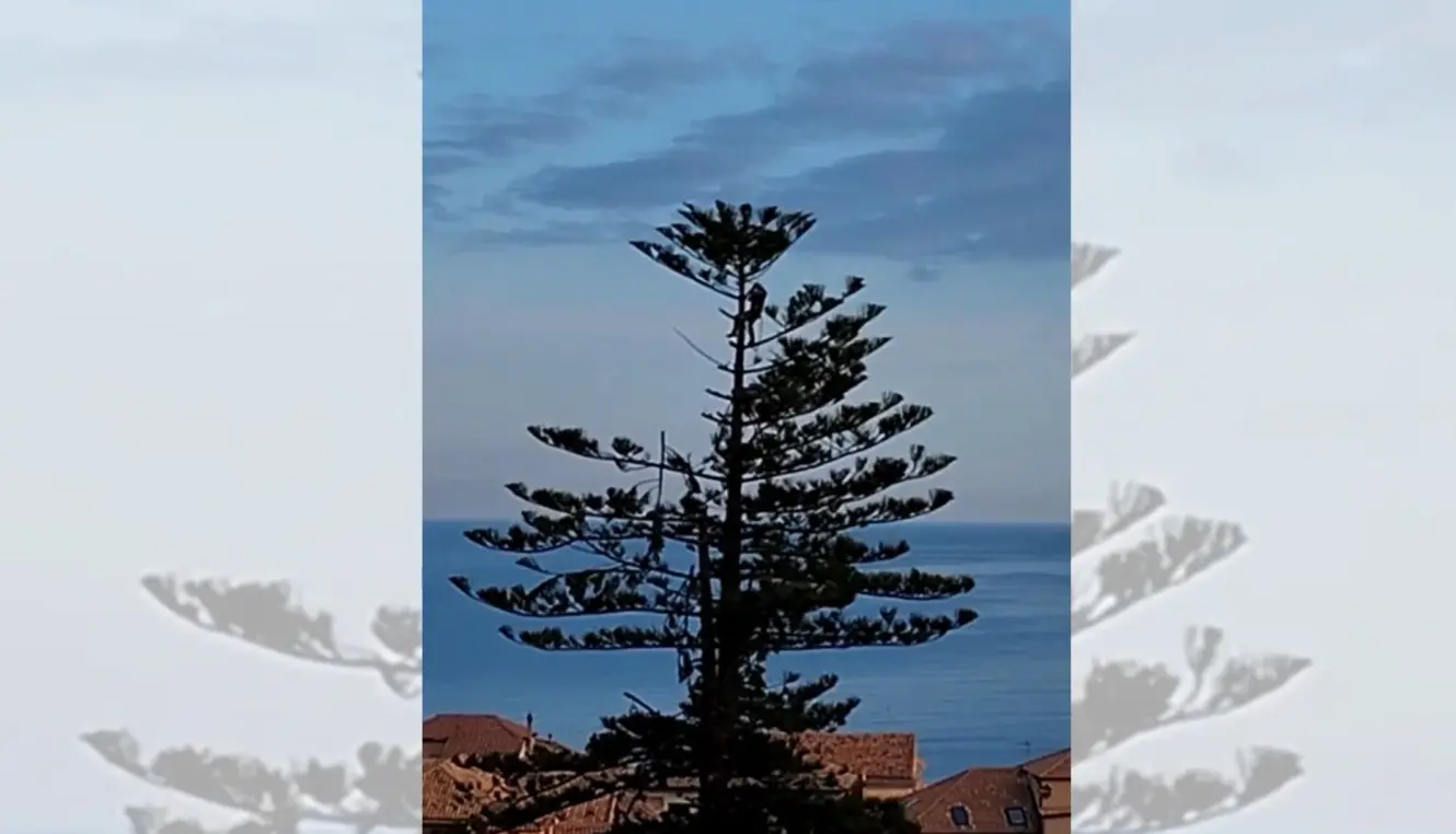 Devastato l’albero simbolo di Pizzo, Italia Nostra chiama la popolazione in piazza e chiede il lutto cittadino\n