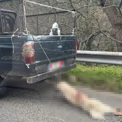 Cane legato a un pick-up, foto shock da Longobucco\n
