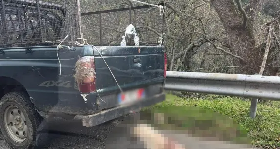 Cane legato a un pick-up, foto shock da Longobucco\n