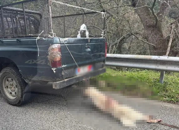 Cane legato a un pick-up, foto shock da Longobucco\n