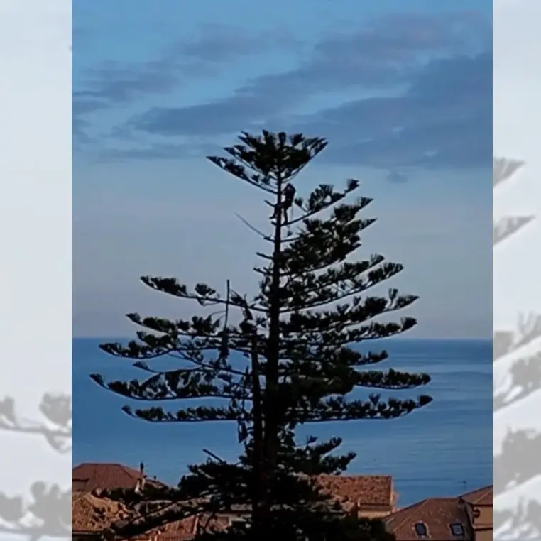 Taglio dell’albero secolare di Pizzo, l’opposizione: «Il sindaco chiarisca se la diffida era stata comunicata»\n