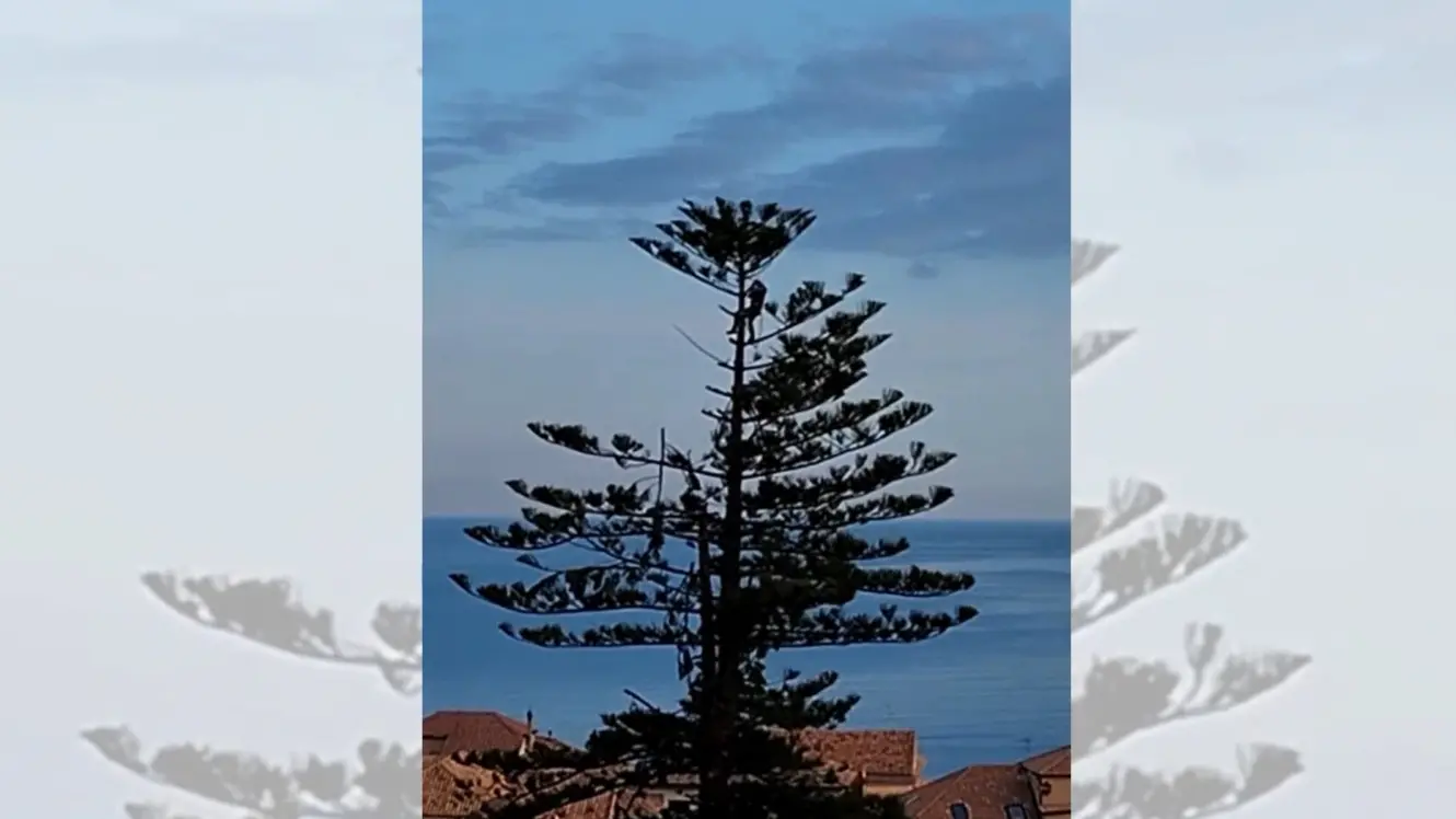 <p>La maestosa&nbsp;Araucaria tagliata a Pizzo</p>\\n