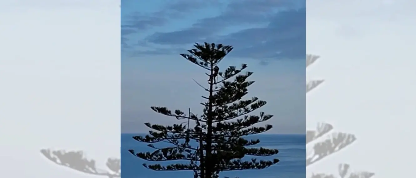 Taglio dell’albero secolare di Pizzo, l’opposizione: «Il sindaco chiarisca se la diffida era stata comunicata»\n