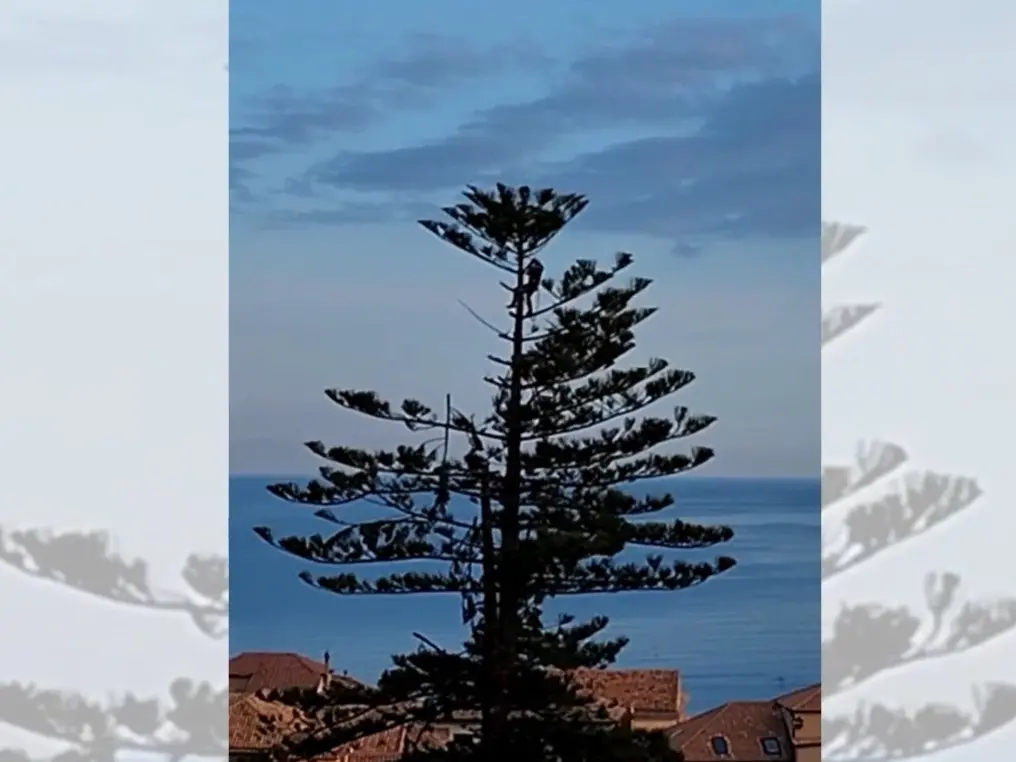 Taglio dell’albero secolare di Pizzo, l’opposizione: «Il sindaco chiarisca se la diffida era stata comunicata»