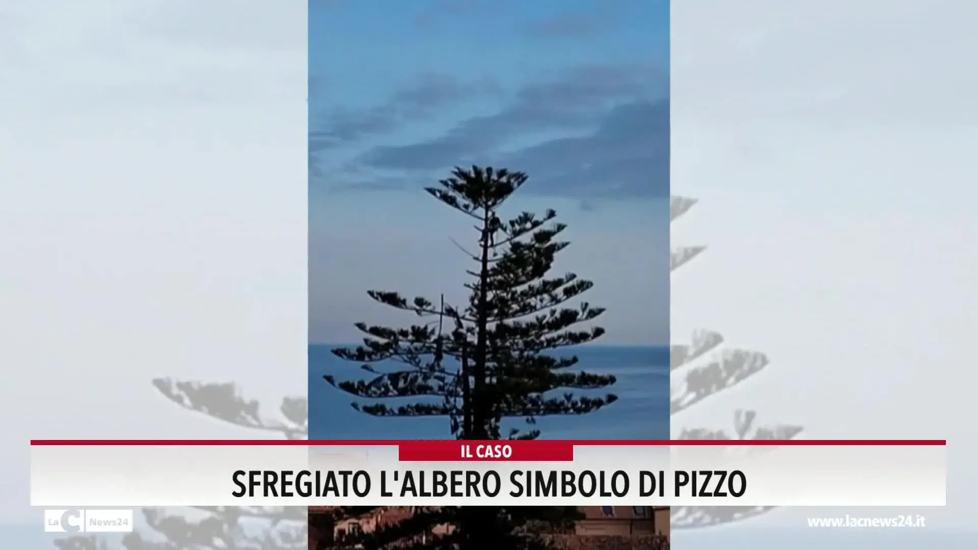 Sfregiato l'albero simbolo di Pizzo