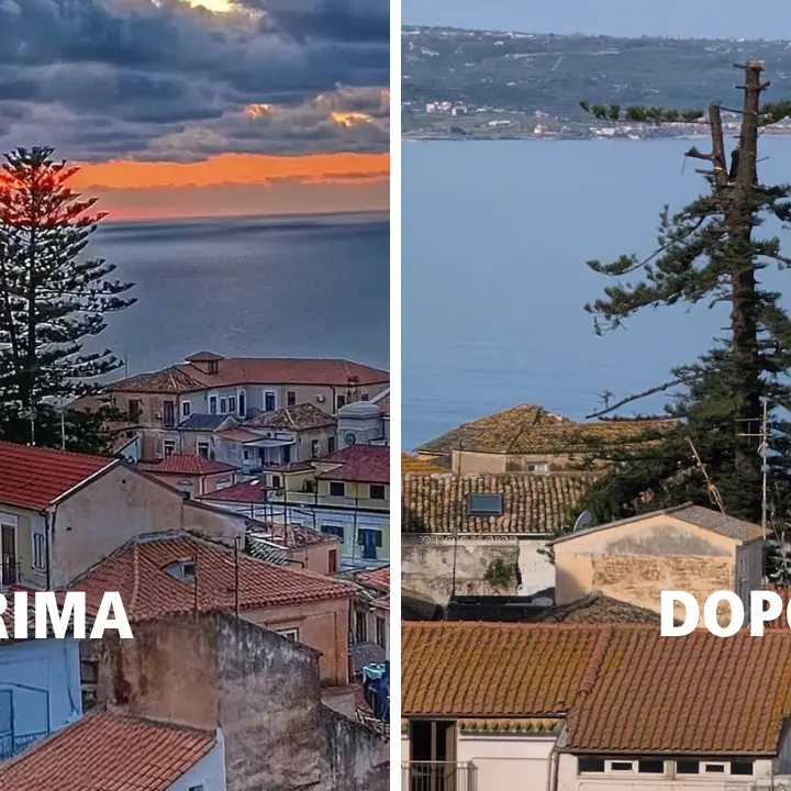 «Bliz all’alba per impedire che venisse dichiarato monumento nazionale», il sindaco ricostruisce il caso dell’albero simbolo di Pizzo\n