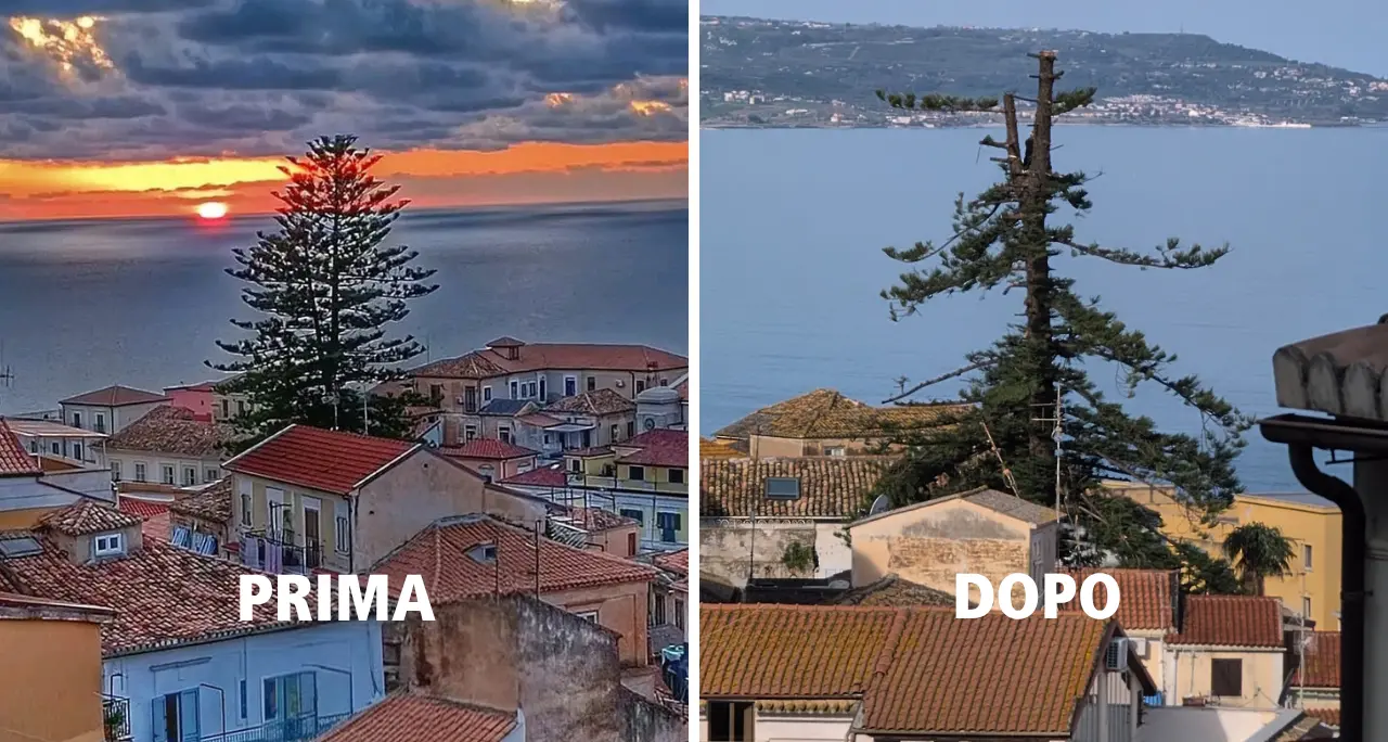 «Bliz all’alba per impedire che venisse dichiarato monumento nazionale», il sindaco ricostruisce il caso dell’albero simbolo di Pizzo\n