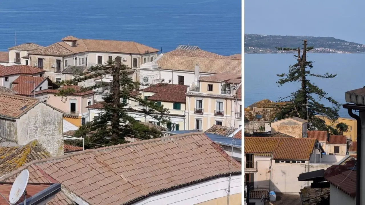 La ferita di Pizzo, Italia Nostra rilancia sul taglio dell’albero secolare e chiama la Procura: «Sfida al rispetto della legalità»\n