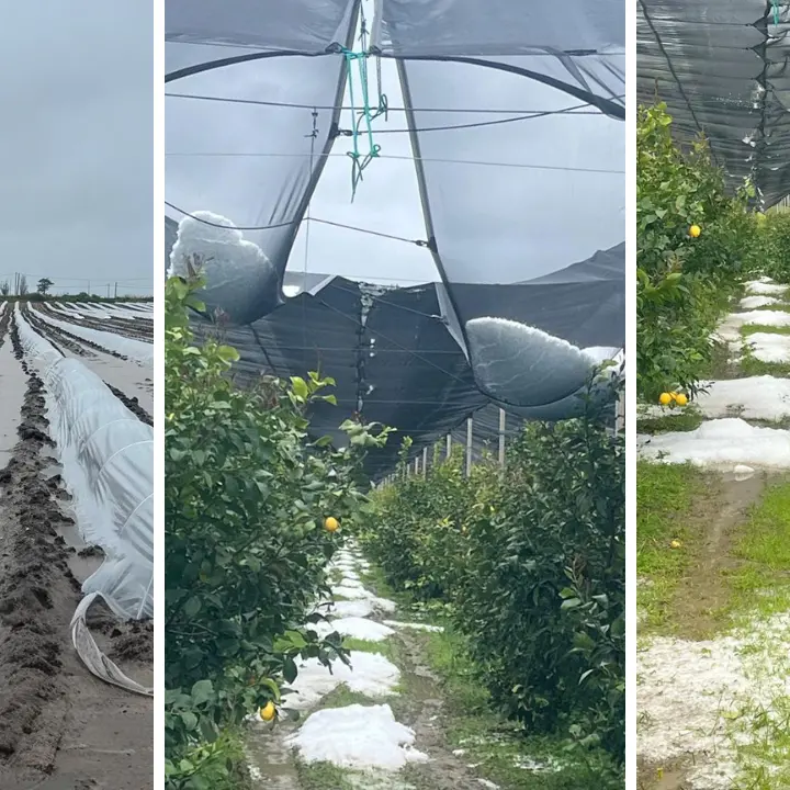 Il ciclone travolge la Calabria, grandine devasta i raccolti.\u00A0Coldiretti: «Colpo durissimo per l’agricoltura»\n
