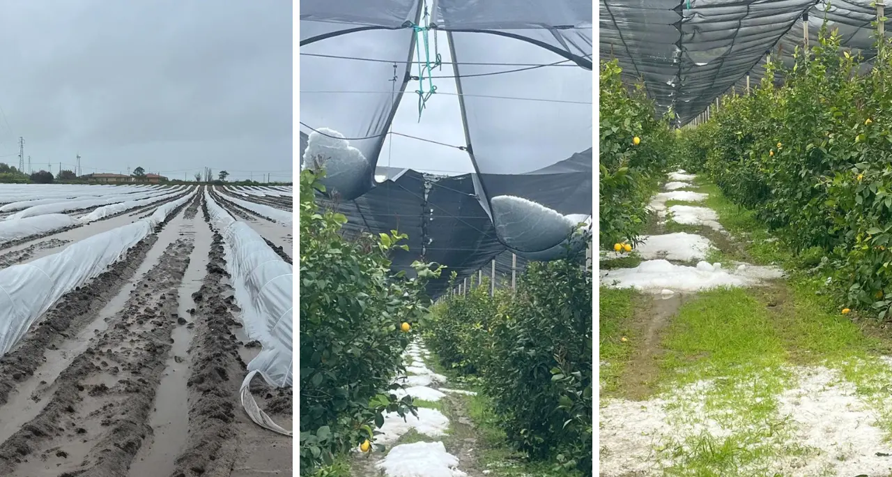 Il ciclone travolge la Calabria, grandine devasta i raccolti.\u00A0Coldiretti: «Colpo durissimo per l’agricoltura»\n