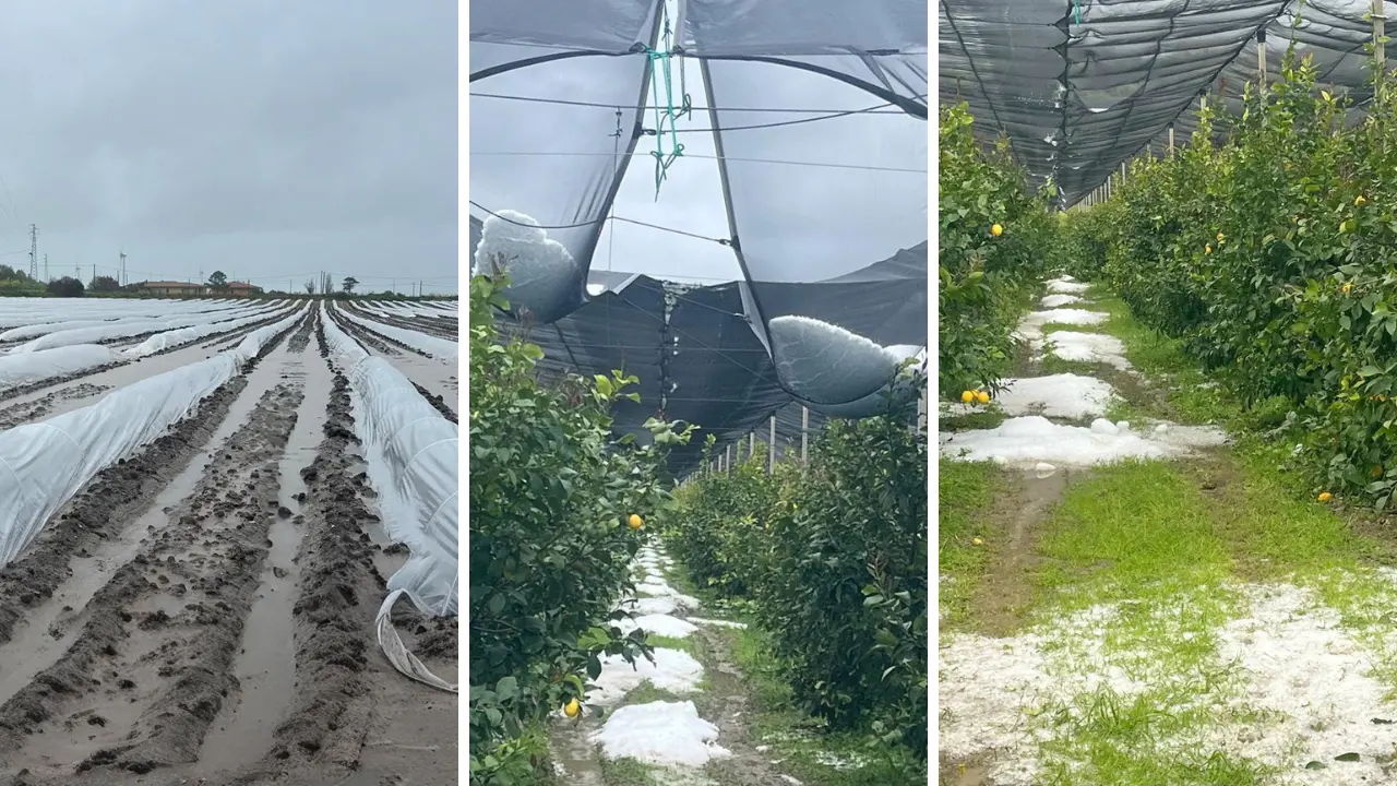 Il ciclone travolge la Calabria, grandine devasta i raccolti.\u00A0Coldiretti: «Colpo durissimo per l’agricoltura»\n
