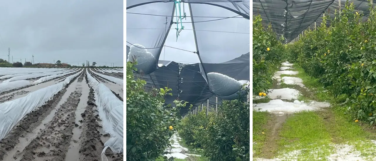 Il ciclone travolge la Calabria, grandine devasta i raccolti.\u00A0Coldiretti: «Colpo durissimo per l’agricoltura»\n