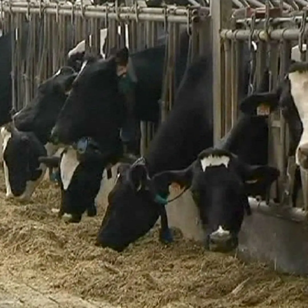 Manca la tubercolina, allevatori reggini in difficoltà: informata l’Asp\n