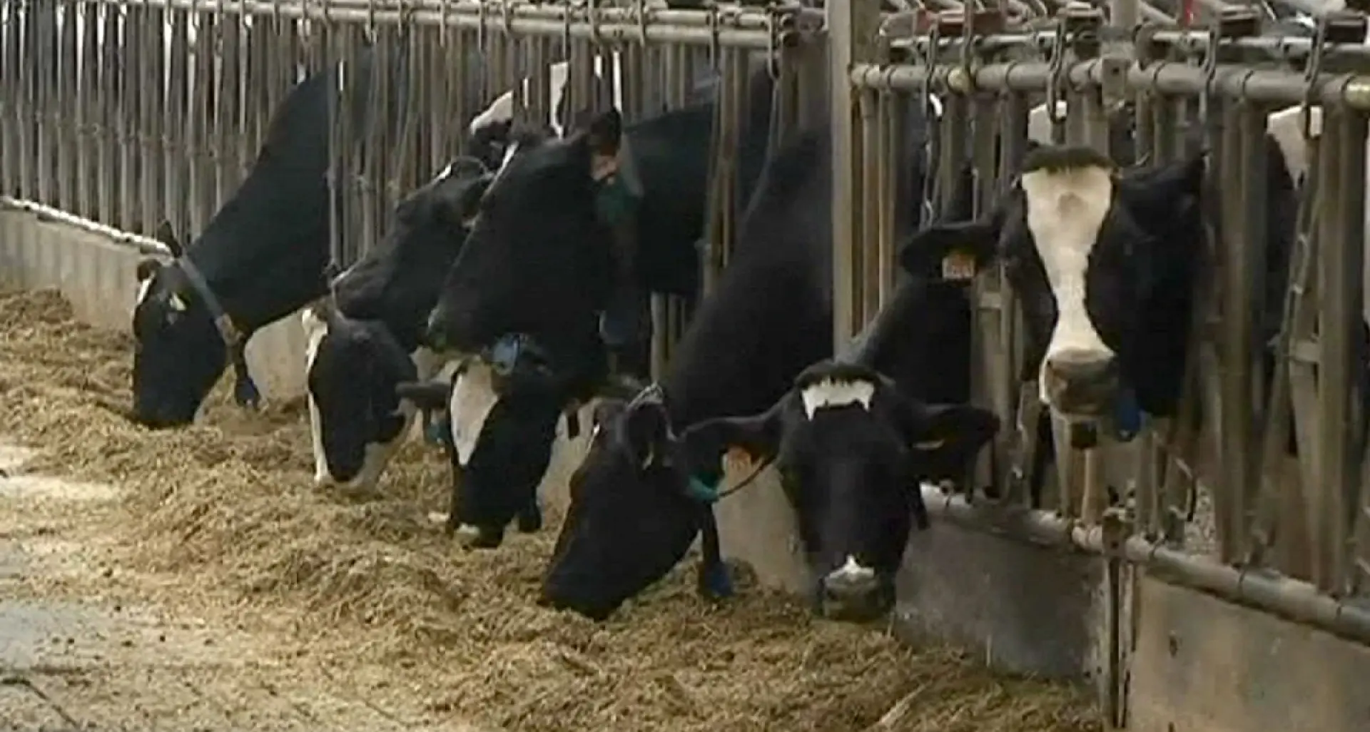 Manca la tubercolina, allevatori reggini in difficoltà: informata l’Asp\n