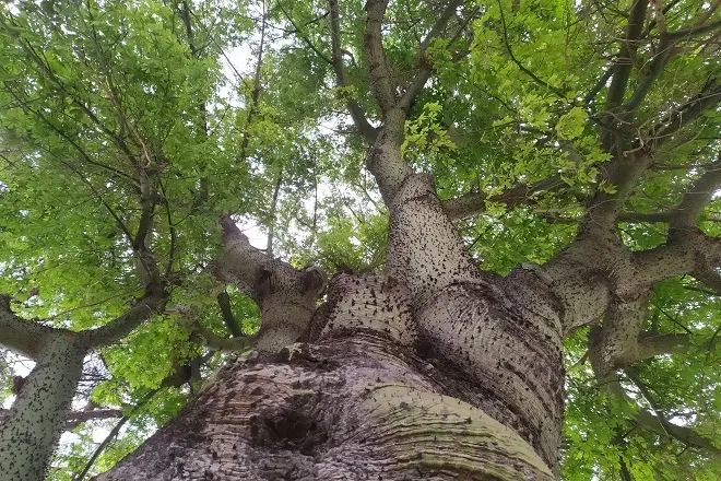 Catanzaro, al via il censimento degli alberi monumentali. Ecco come inviare una segnalazione