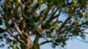 Foto generata dall\\'AI