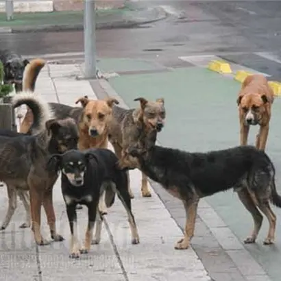 Branchi di cani in giro per Cerisano, cittadini preoccupati: «Ormai è impossibile fare una passeggiata»\n