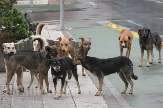 Branchi di cani in giro per Cerisano, cittadini preoccupati: «Ormai è impossibile fare una passeggiata»\n