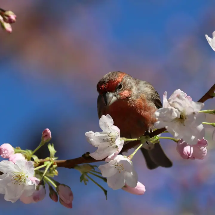 Meteo Vibonese, la primavera stavolta ce la fa: Pasqua\u00A0e Pasquetta col sole, temperature in salita\n