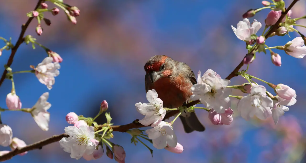 Meteo Vibonese, la primavera stavolta ce la fa: Pasqua\u00A0e Pasquetta col sole, temperature in salita\n