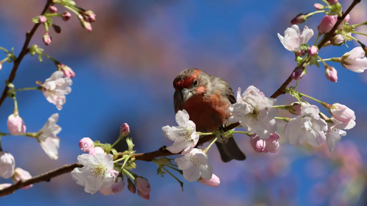 Meteo Vibonese, la primavera stavolta ce la fa: Pasqua\u00A0e Pasquetta col sole, temperature in salita\n
