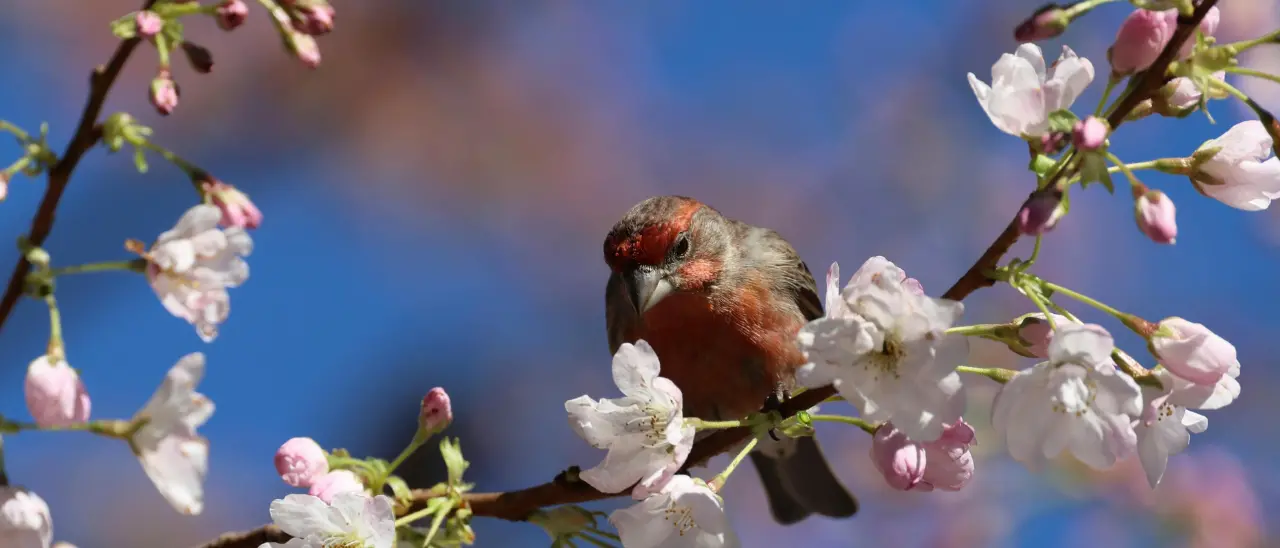 Meteo Vibonese, la primavera stavolta ce la fa: Pasqua\u00A0e Pasquetta col sole, temperature in salita\n