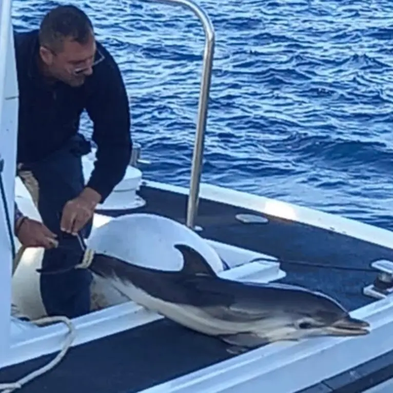 Villa, l’equipaggio Cenide della Lega navale avvista in mare\u00A0un cucciolo senza vita\u00A0di delfino\n