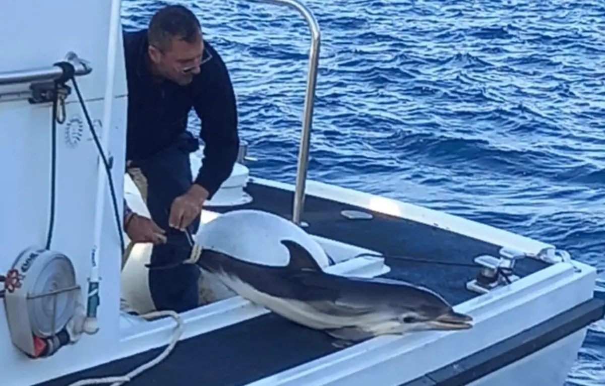 Villa, l’equipaggio Cenide della Lega navale avvista in mare\u00A0un cucciolo senza vita\u00A0di delfino\n