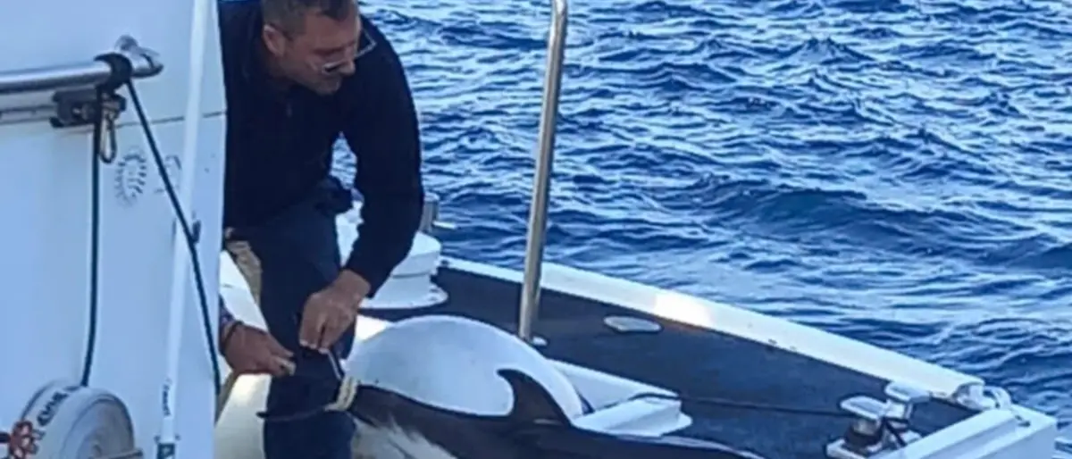Villa, l’equipaggio Cenide della Lega navale avvista in mare\u00A0un cucciolo senza vita\u00A0di delfino\n