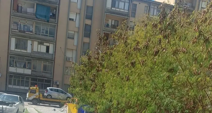 Quartiere Aranceto, l'illegalità non va in vacanza. Gaglianese:\u00A0«Istituzioni assenti, serve un intervento immediato»\n