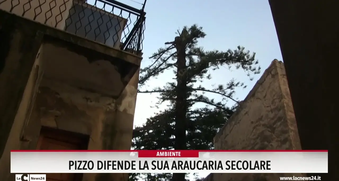 Pizzo difende la sua araucaria secolare